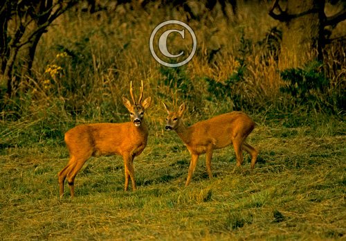 Roe Deer Buck and Doe DM0715
